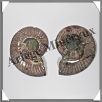 NAUTILE Fossile - 292 grammes - 25x80x100 mm - R028