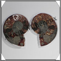 NAUTILE Fossile - 292 grammes - 25x80x100 mm - R028