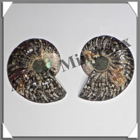 NAUTILE Fossile - 135 grammes - 10x65x85 mm - R029