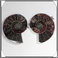 NAUTILE Fossile - 135 grammes - 10x65x85 mm - R029