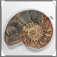 NAUTILE Fossile - 158 grammes - 15x90x105 mm - R030