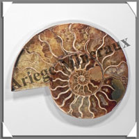 NAUTILE Fossile - 217 grammes - 15x100x125 mm - R031