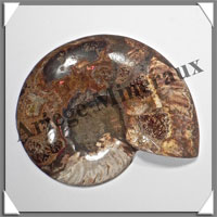 NAUTILE Fossile - 410 grammes - 15x135x160 mm - R032