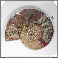 NAUTILE Fossile - 410 grammes - 15x135x160 mm - R032