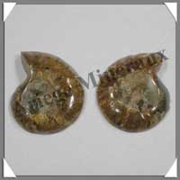 NAUTILE Fossile - Taille 1 - 10  30 grammes - R1