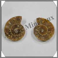 NAUTILE Fossile - Taille 1 - 10  30 grammes - R1