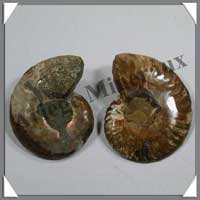 NAUTILE Fossile - Taille 2 - 30  40 grammes - R2