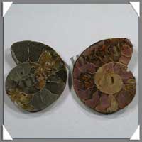 NAUTILE Fossile - Taille 2 - 30  40 grammes - R2