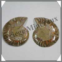 NAUTILE Fossile - Taille 3 - Plus de 40 grammes - R3