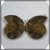 NAUTILE Fossile - Taille 3 - Plus de 40 grammes - R3