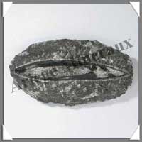 ORTHOCERAS Fossile - 375 grammes - 75x138 mm - M003