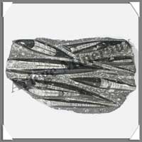 ORTHOCERAS Fossile - 1660 grammes - 145x250 mm - M005