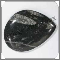 ORTHOCERAS Fossile - 195 grammes - 80x105 mm - M006
