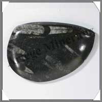 ORTHOCERAS Fossile - 210 grammes - 75x110 mm - M007