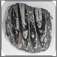 ORTHOCERAS Fossile - 1260 grammes - 40x170x190 mm - 4 Fossiles - M011