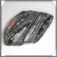 ORTHOCERAS Fossile - 710 grammes - 30x130x200 mm - 4 Fossiles - M012