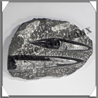 ORTHOCERAS Fossile - 1090 grammes - 40x140x190 mm - 2 Fossiles - M013