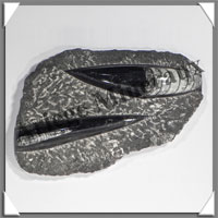 ORTHOCERAS Fossile - 610 grammes - 35x110x180 mm - 2 Fossiles - M014