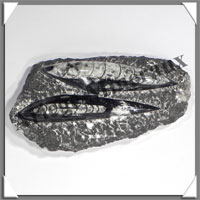 ORTHOCERAS Fossile - 565 grammes - 40x85x160 mm - 2 Fossiles - M015