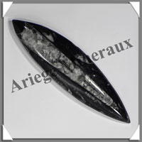 ORTHOCERAS Fossile - 130 grammes - 10x45x160 mm - M017
