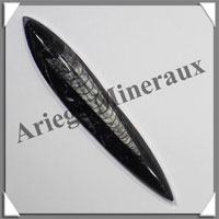 ORTHOCERAS Fossile - 96 grammes - 15x30x175 mm - M018