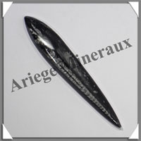ORTHOCERAS Fossile - 70 grammes - 10x25x155 mm - M019