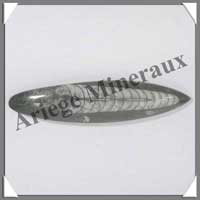 ORTHOCERAS Fossile - Taille 1 - 10  30 gramme - M1