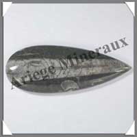ORTHOCERAS Fossile - Taille 2 - 30  60 grammes - M2