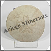 OURSIN SCUTELLE Fossile - 31 grammes - 65x65 mm - M001