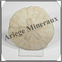 OURSIN SCUTELLE Fossile - 44 grammes - 70x70 mm - M002