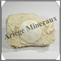 OURSIN SCUTELLE Fossile - 623 grammes - 48x90x125 mm - M003