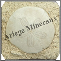 OURSIN SCUTELLE Fossile - 623 grammes - 48x90x125 mm - M003