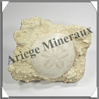 OURSIN SCUTELLE Fossile - 710 grammes - 55x100x130 mm - M004