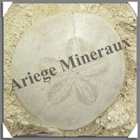 OURSIN SCUTELLE Fossile - 710 grammes - 55x100x130 mm - M004