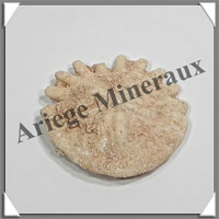 OURSIN Fossile - 7 grammes - 34x34 mm - M001