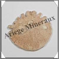 OURSIN Fossile - 7 grammes - 35x35 mm - M002