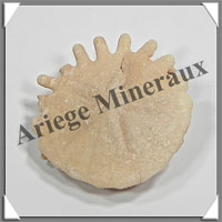 OURSIN Fossile - 8 grammes - 31x31 mm - M003