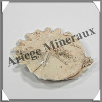 OURSIN Fossile - 8 grammes - 31x33 mm - M004