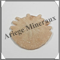 OURSIN Fossile - 7 grammes - 34x34 mm - M005