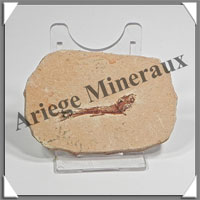 POISSON Fossile (Dastilbe Elongatus) - 40x60 mm - 33 grammes - M001