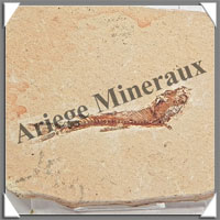 POISSON Fossile (Dastilbe Elongatus) - 40x60 mm - 33 grammes - M001