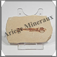 POISSON Fossile (Dastilbe Elongatus) - 45x70 mm - 52 grammes - M002