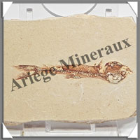 POISSON Fossile (Dastilbe Elongatus) - 45x70 mm - 52 grammes - M002