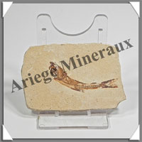 POISSON Fossile (Dastilbe Elongatus) - 40x55 mm - 31 grammes - M003