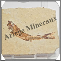 POISSON Fossile (Dastilbe Elongatus) - 40x55 mm - 31 grammes - M003