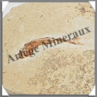 POISSON Fossile (Dastilbe Elongatus) - 45x65 mm - 32 grammes - M004
