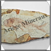 POISSON Fossile (Dastilbe Elongatus) - 55x100 mm - 43 grammes - M005