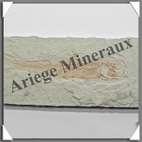 POISSON Fossile (Dastilbe Elongatus) - 35x85 mm - 30 grammes - M006