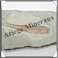POISSON Fossile (Dastilbe Elongatus) - 55x95 mm - 61 grammes - M007