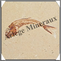POISSON Fossile (Dastilbe Elongatus) - 43x66 mm - 36 grammes - M015